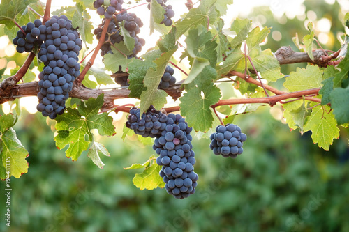 Bunches of red wine grapes on summer vine at sunset, blurred green leaves background.