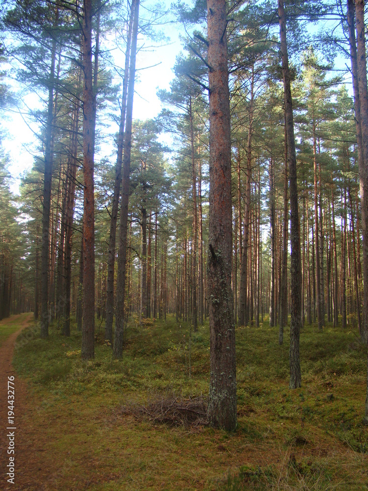 Fototapeta premium Autumn forest on the Riga seaside
