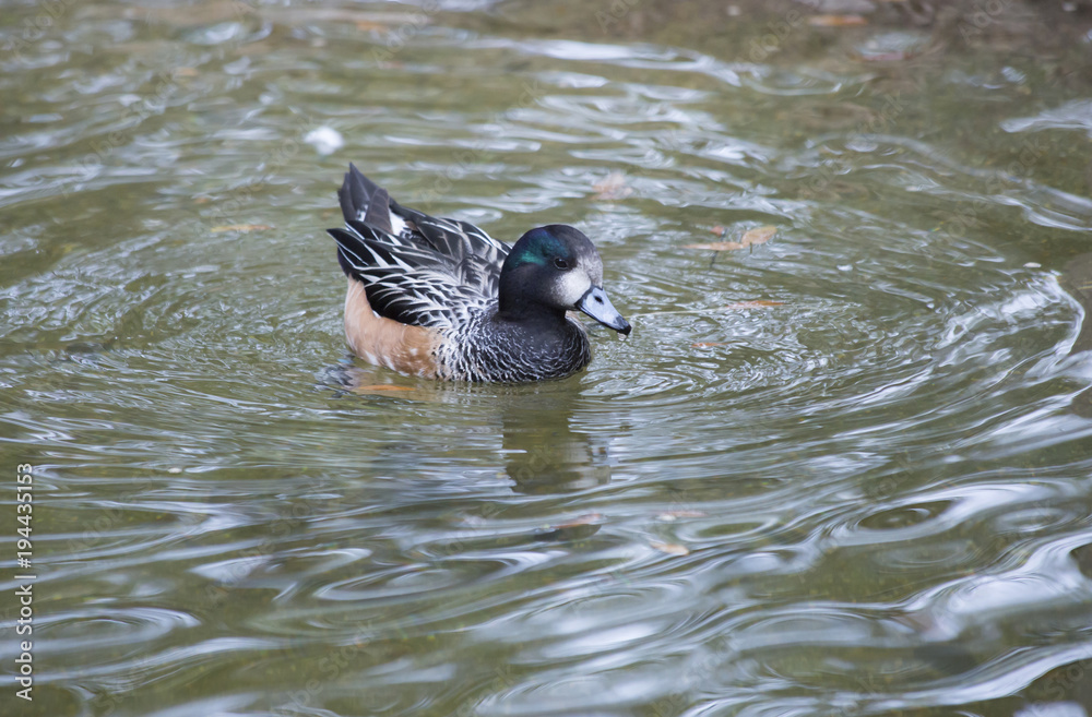 Fototapeta premium Chiloé Wigeon Duck
