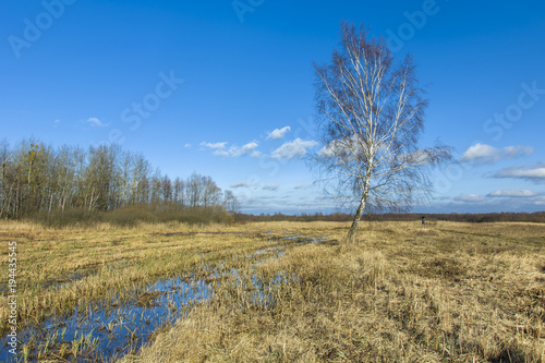 A single birch on wet ground