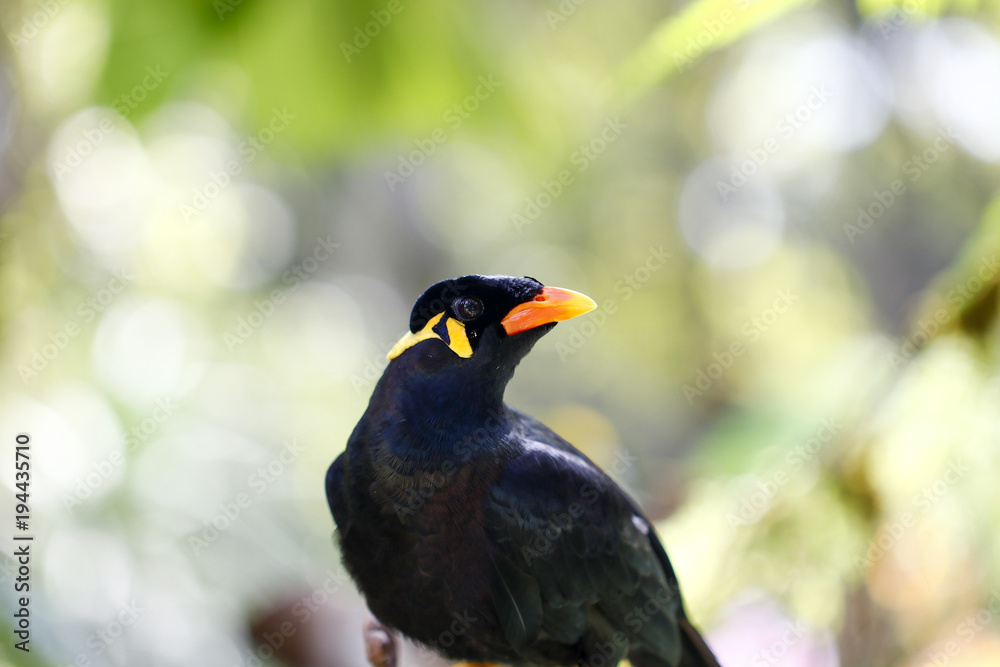 Fototapeta premium Gracula religiosa feeding in the zoo