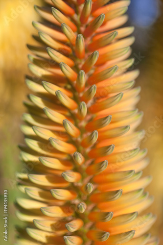 Blurred macro of aloe agave orange flower