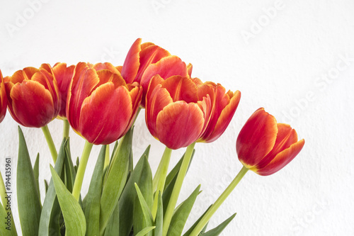Fototapeta Naklejka Na Ścianę i Meble -  red orange tulips in white isolated background