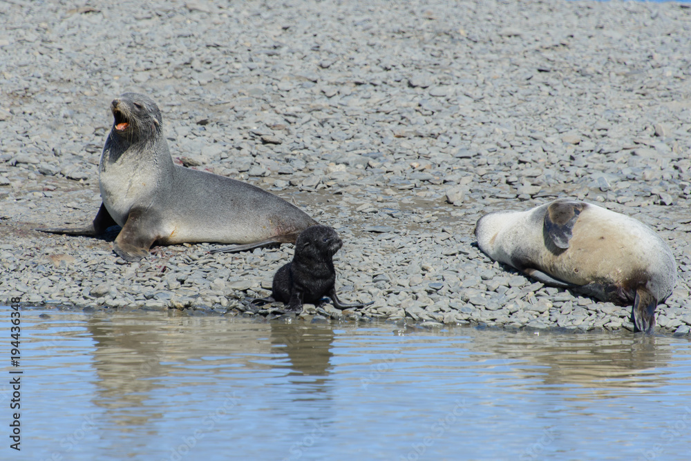 Fototapeta premium Fur seals with black pup