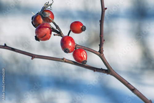 Bright cankerberry berries on a background of snow in February, wild rosehips photo