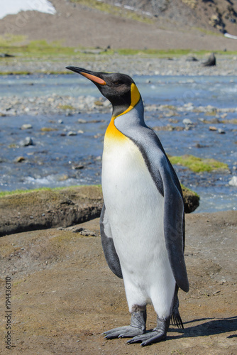 King penguin on South Georgia