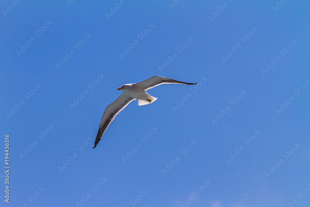 gaivota gaivota