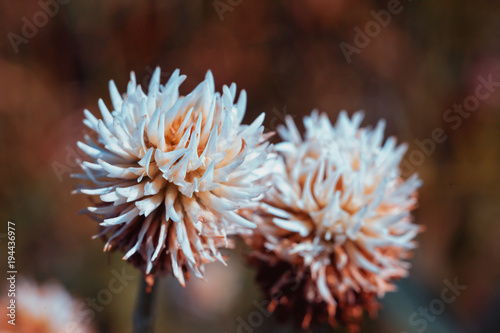 Flower of white clover.