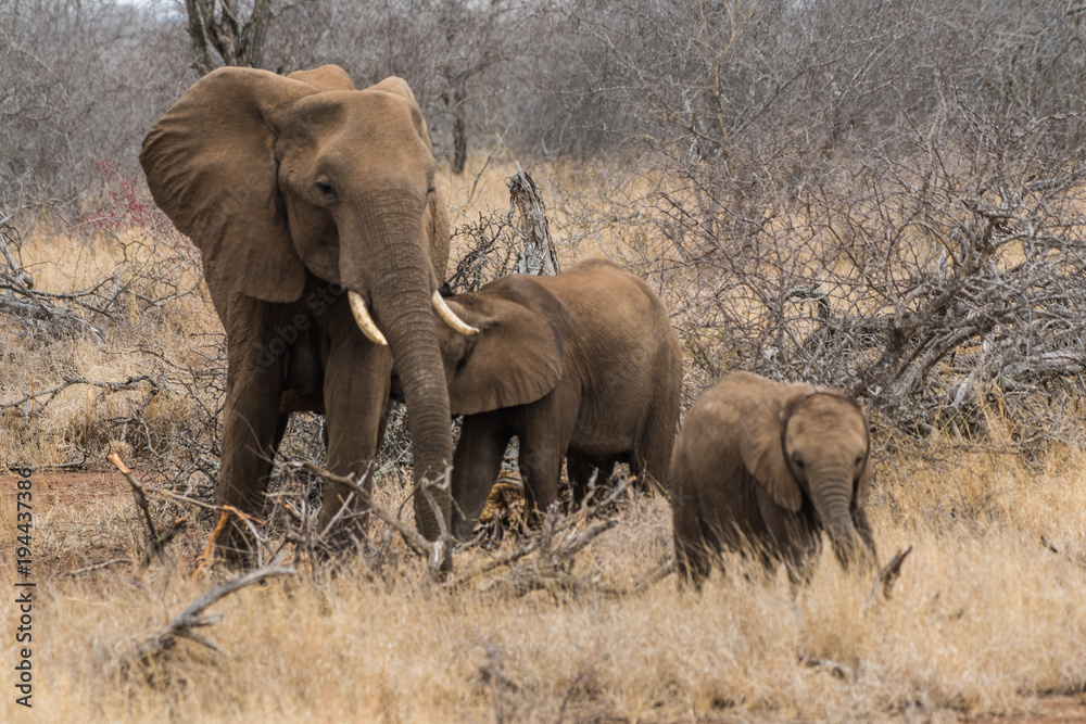Fototapeta premium Elefante