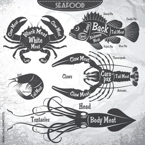 vector set of stilysh diagrams cut of different seafood carcasses