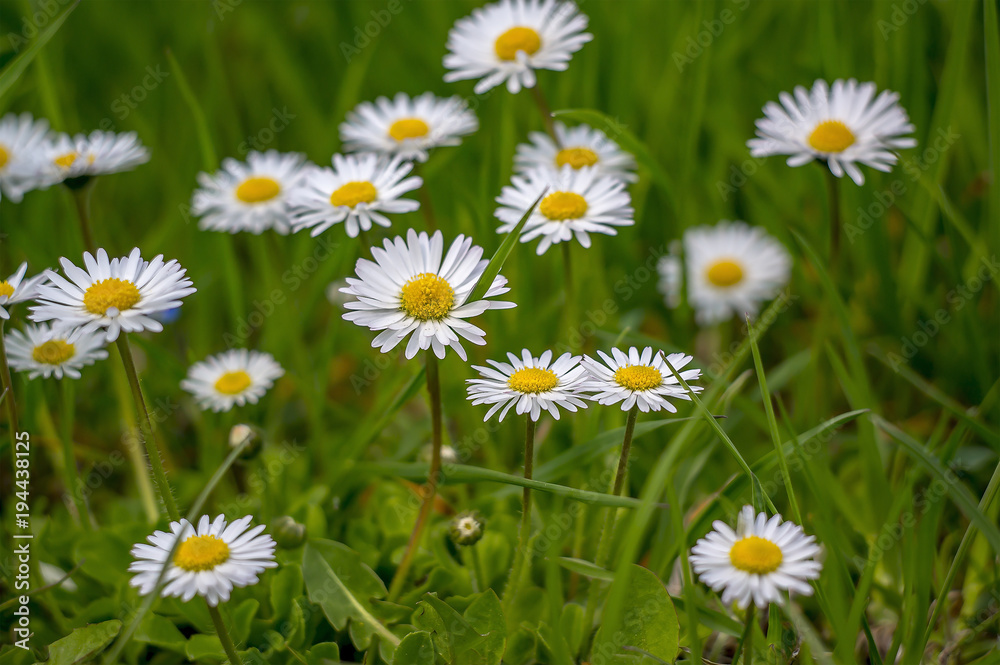 Frueh Jahr Lenz weiss tausend schoen gaense Blume Bluete im Garten Frueh Jahr Lenz weiss tausend schoen gaense Blume Bluete im Garten