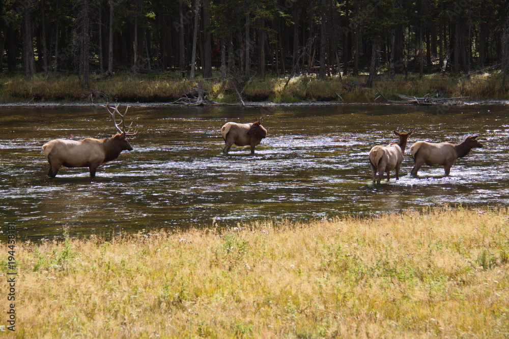 Deer herd in Madison River in Yellowstone National Park in Wyoming in the USA
Deer herd in Madison River in Yellowstone National Park in Wyoming in the USA
