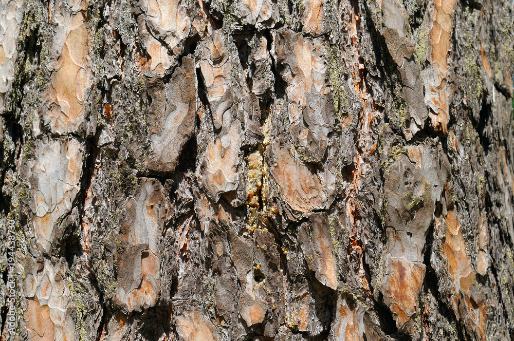dry tree bark texture backgrounds dry tree bark texture backgrounds