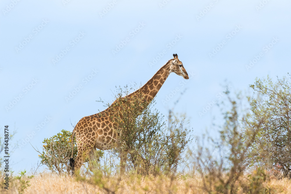 Obraz premium Giraffa