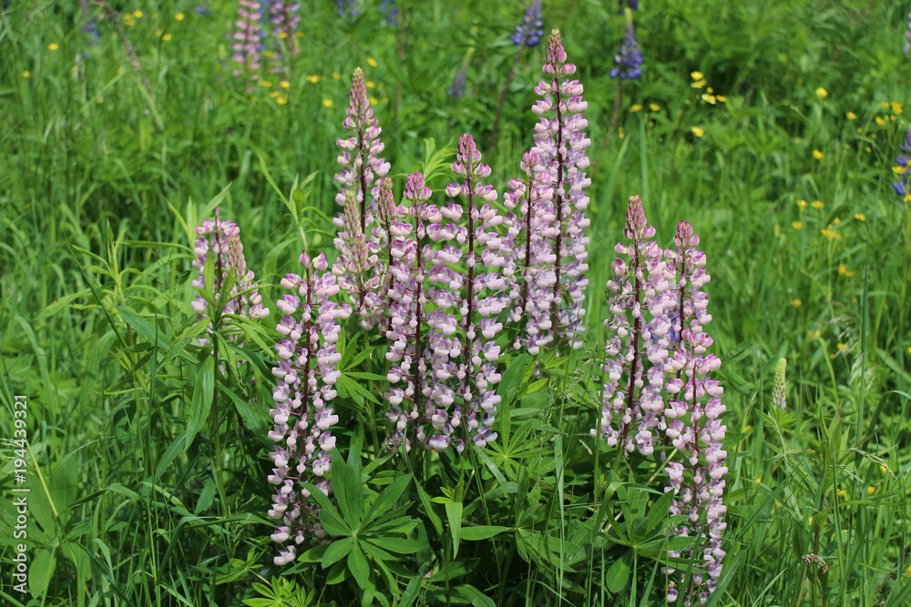 Lupinus Lupinus