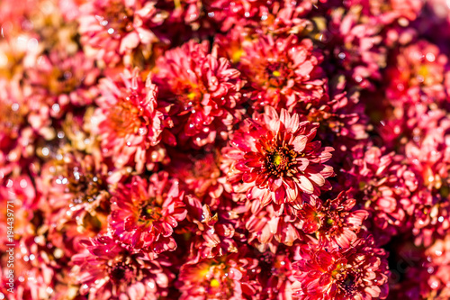 Fototapeta Naklejka Na Ścianę i Meble -  Macro closeup of wet red mum flowers showing detail and texture of dew rain water drops