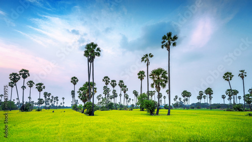 Landscape of Sugar palm and rice field.