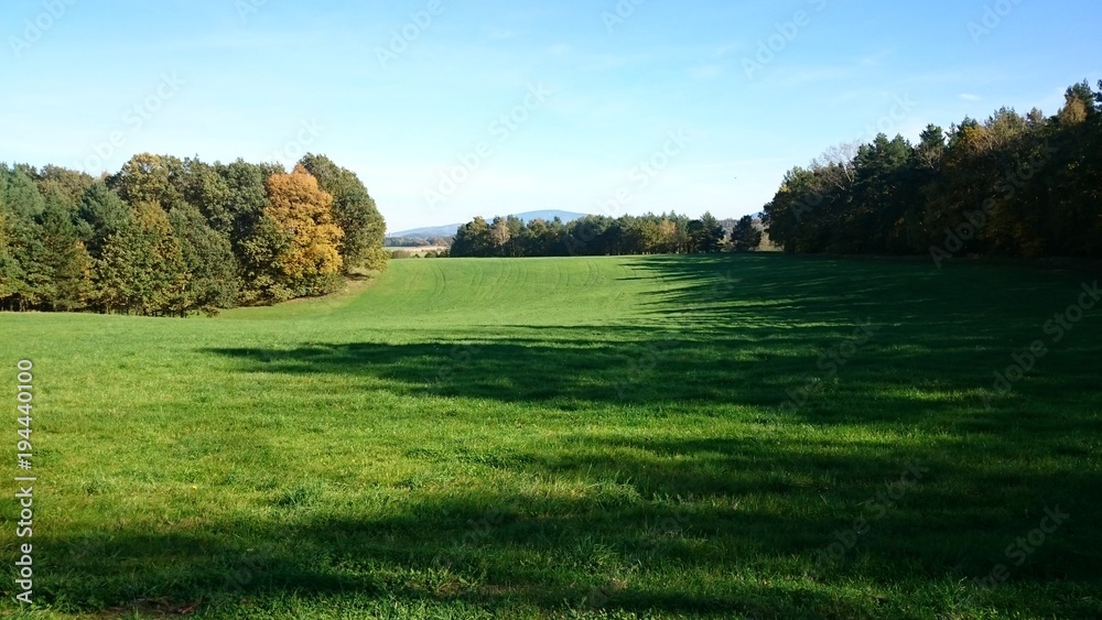 Fototapeta premium łąka 