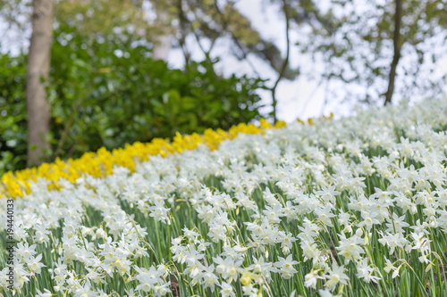 Fototapeta Naklejka Na Ścianę i Meble -  Blooming white and yellow daffodils (narcissus) in a park