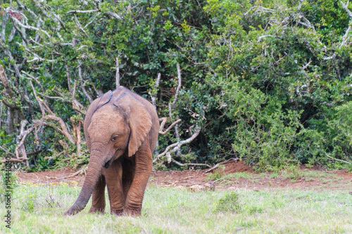 Elefante photo