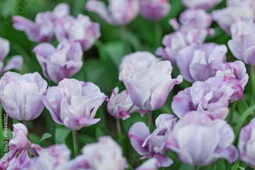 Violet and white tulips close-up © lermont51