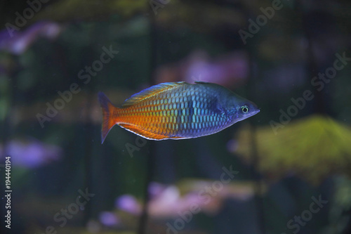 Harlekin-Regenbogenfisch (Melanotaenia boesemani) 