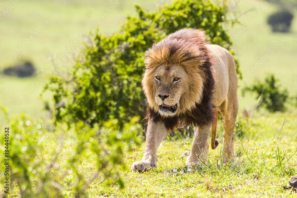 Naklejka premium Leone