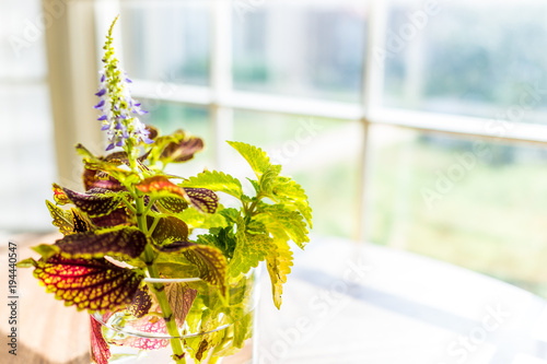 Φωτογραφία Closeup of ikebana coleus plant in water vase on table with golden sunlight, blu