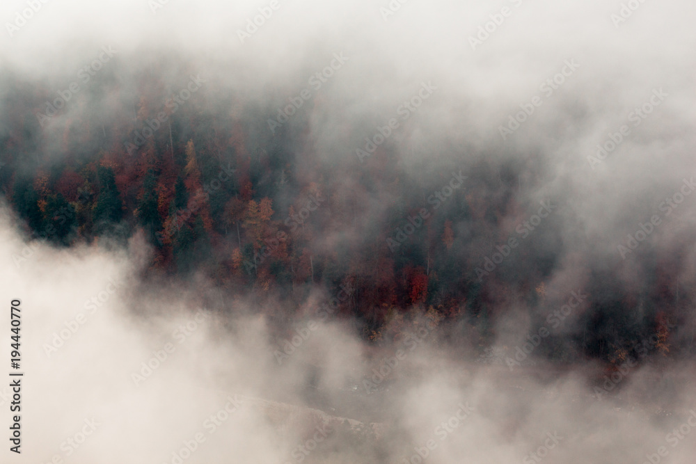 Coniferous spring trees can be seen down through thick fog Coniferous spring trees can be seen down through thick fog
