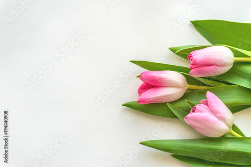 Fototapeta Naklejka Na Ścianę i Meble -  Delicate spring pink tulips against white background. Background, frame for design. Copy space.
