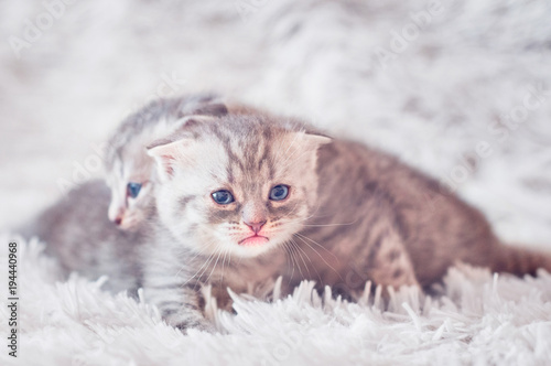 Little kittens