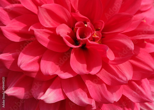 Beautiful red dahlia flowers. © toeytoey