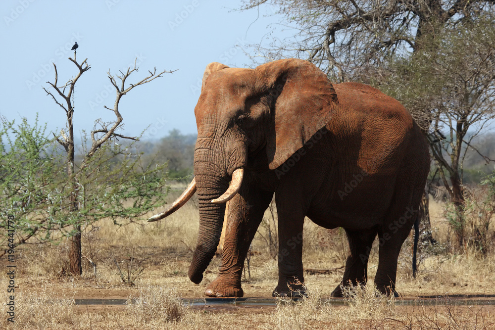 Obraz premium The big male of african bush elephant (Loxodonta africana), also known as the African savanna elephant is covered by orange dust and standing close to small dam in the middle of savanna in background