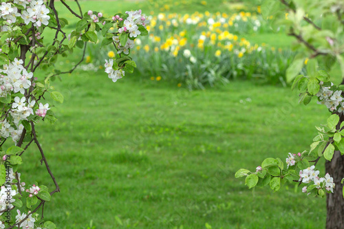 Fototapeta Naklejka Na Ścianę i Meble -  Blooming apple tree on green blurred background.