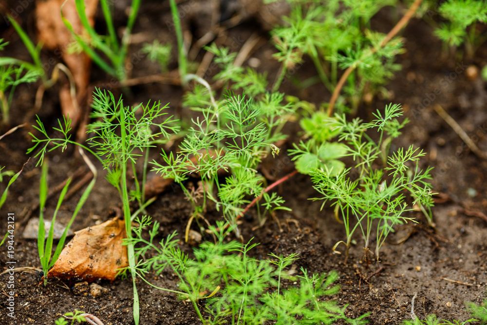 young sprouts of parsley and dill grow in the soil in the garden young sprouts of parsley and dill grow in the soil in the garden