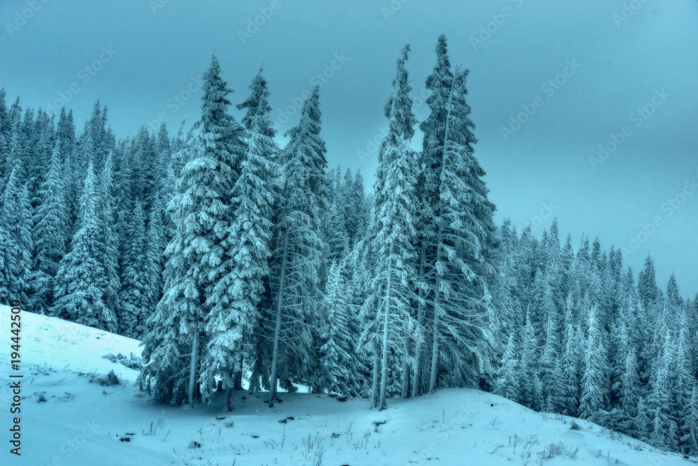 Winter forest