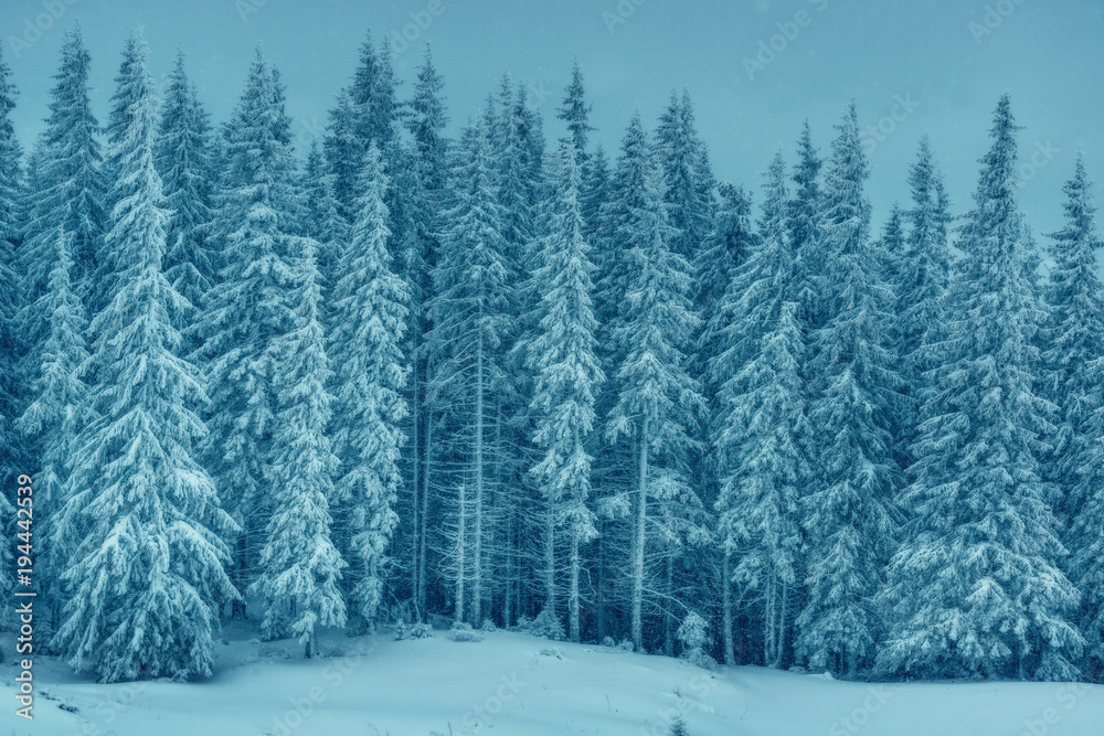 Fototapeta premium Winter forest