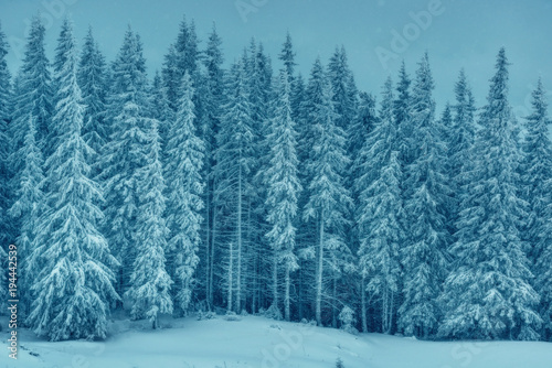 Winter forest © masik0553