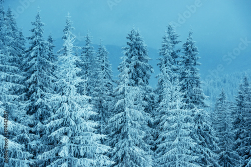 Snowy pine forests