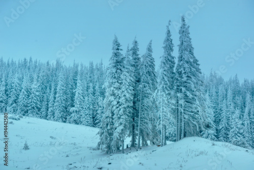 Snowy pine forests © masik0553