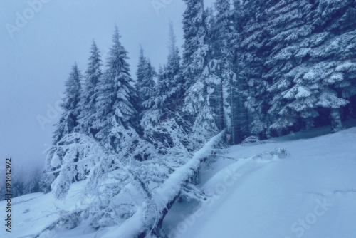 Winter landscape in snow forest. © masik0553