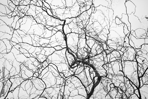 Tangled structure of thin twisted tree branches resemble a network of veins and arteries. Spindly tree branches form a complicated fractal pattern silhouetted against neutral grey background. photo