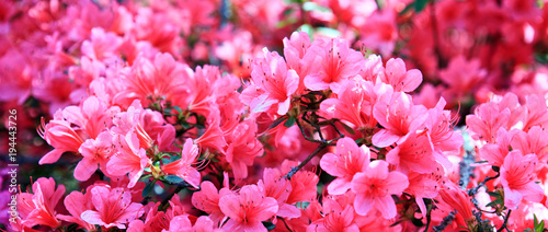 Pink azalea background. photo
