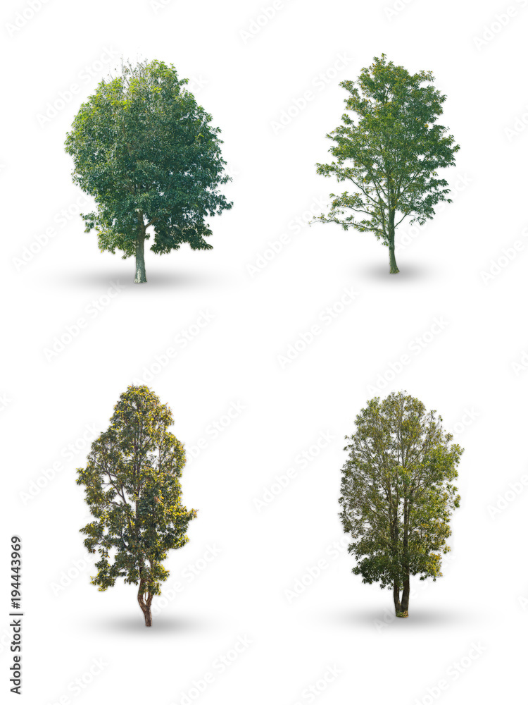 Set of tree on white background with clipping path. Can be used to decorate your website, article or card to enhance the beauty of your work. Set of tree on white background with clipping path. Can be used to decorate your website, article or card to enhance the beauty of your work.