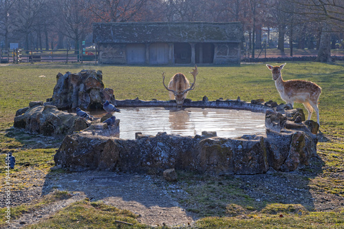 Les daims du Parc de la Tete d'Or autour du bassin photo