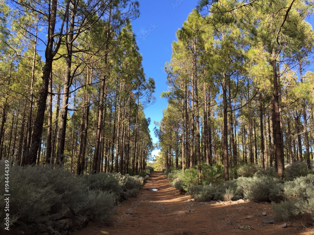 Bosque y pinos en la isla de Gran Canaria. Islas canarias, España