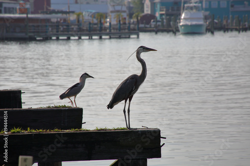 Canvas Print Heron and buddyt