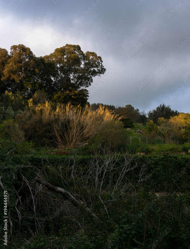 warm golden light hitting the trees in a woodland warm golden light hitting the trees in a woodland