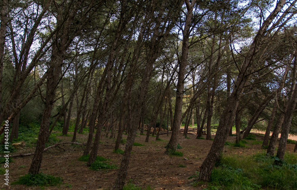 Fototapeta premium A group of trees arching to the right