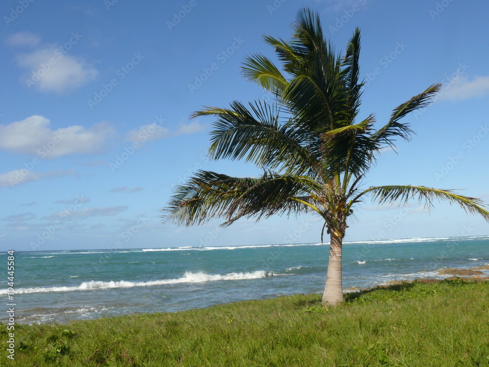 Un cocotier sur la plage de Morel en Guadeloupe